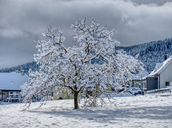 Snow covered plants by tree and building against sky