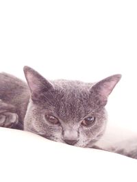 Close-up portrait of cat against white background