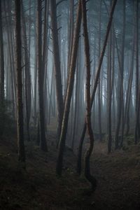 Fog in the wilderness forest. autumn misty landscape.