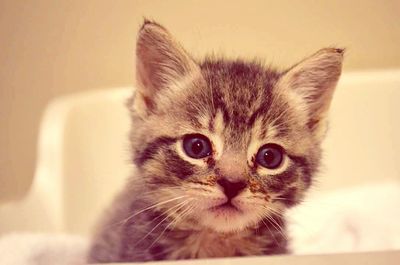 Close-up portrait of cat