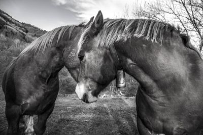 Close-up of horses