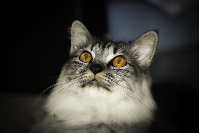 Close-up portrait of cat