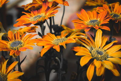 Close-up of orange flowering plants