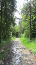 Dirt road amidst trees in forest