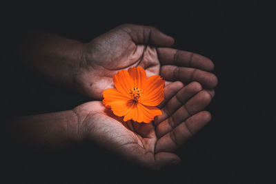 Close-up of hand holding orange flower against black background