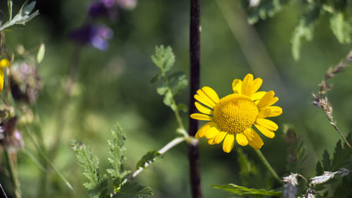 Close-up of yellow flowering plant