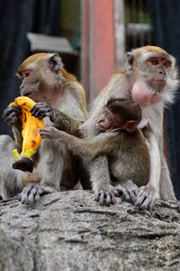 Monkeys and infant eating banana on rock