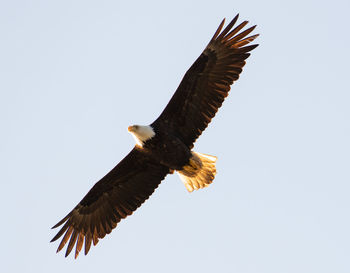 Low angle view of eagle flying against clear sky