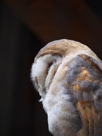 Close-up of a barn owl