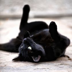 Black cat black