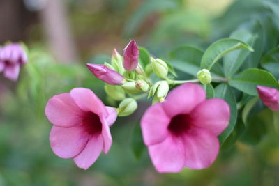 Close-up of pink flowering plant