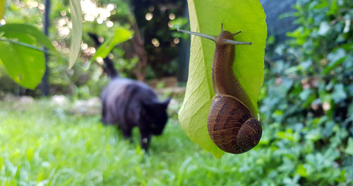 Close-up of snail hanging on leaf