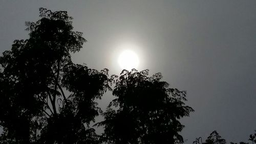 Low angle view of trees against sky