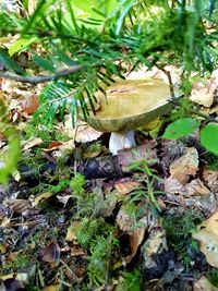 Close-up of mushroom growing on field