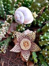 Close-up of snail on land