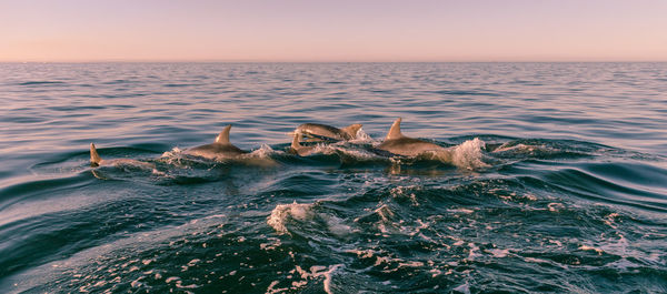 Dolphins swimming in sea during sunset