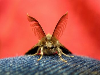 Close-up of insect