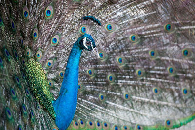 Portrait of beautiful male peacock
