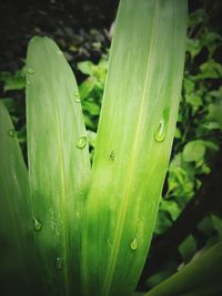 Close-up of raindrops on leaf
