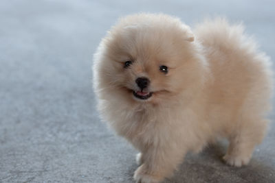 Portrait of white puppy