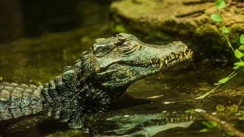 Close-up of crocodile in sea