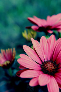 Close-up of pink flower