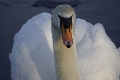 Close-up of swan swimming in lake