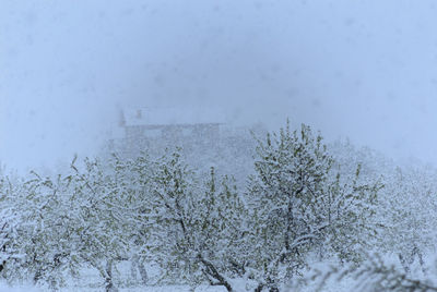 Close-up of frozen tree against sky