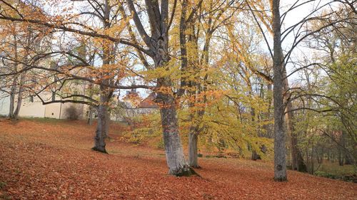 Trees on field during autumn