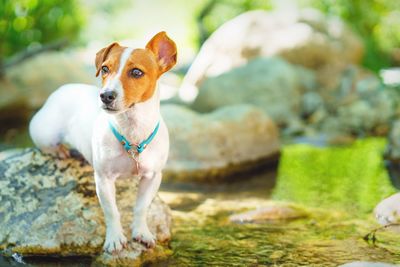 Portrait of dog on rock