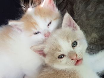 Close-up portrait of white kitten