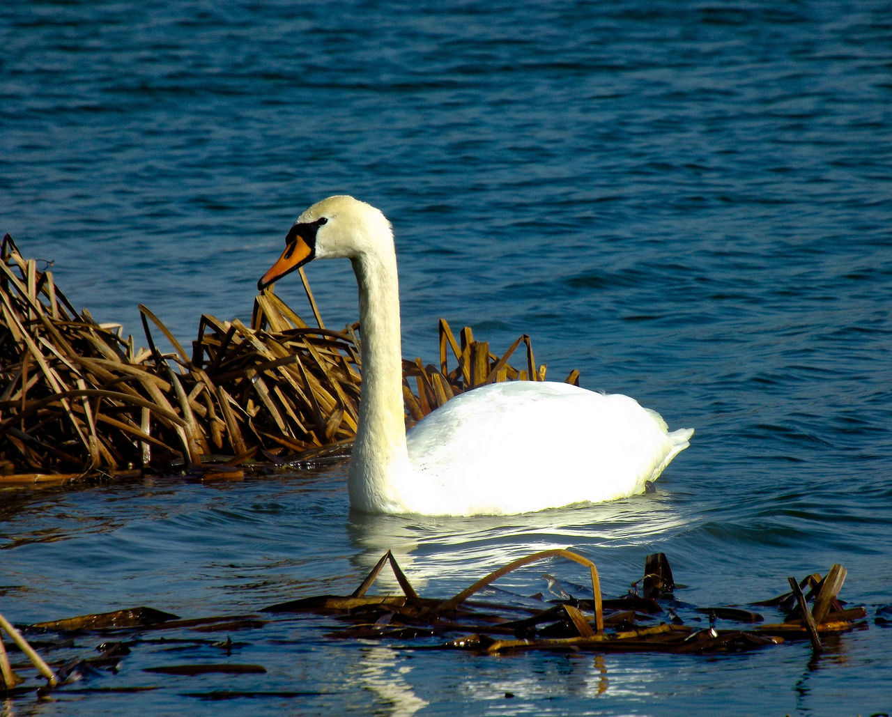 SWAN FLOATING ON A LAKE