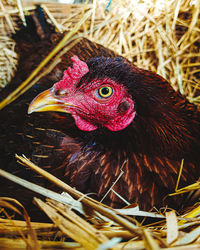 Close-up of rooster