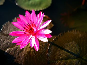 Close-up of pink flower