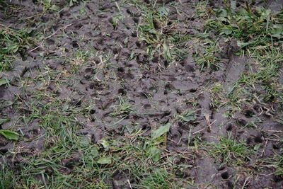 Full frame shot of lizard on field