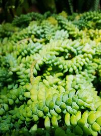 Close-up of vegetables