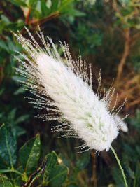 Close-up of plant