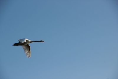 Low angle view of seagull flying against clear sky