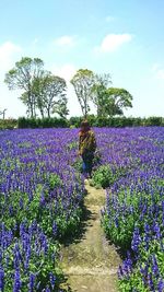 Purple flowers growing in field