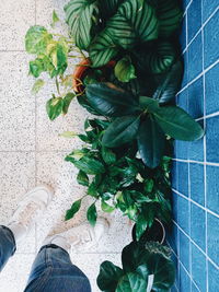 Low section of person standing by potted plant on tiled floor