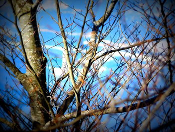 Low angle view of trees against blue sky