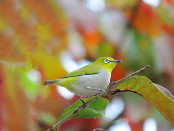 Close-up of bird perching on branch