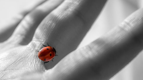 Close-up of ladybug on wall