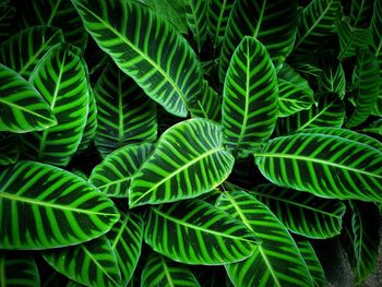 Full frame shot of leaves