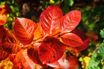 Red leaves of chokeberry in autumn. bright autumn background