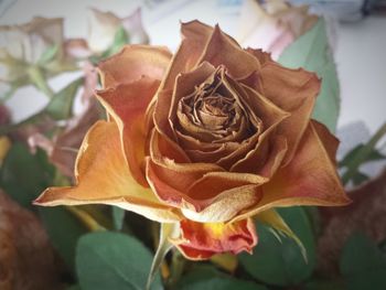 Close-up of flower