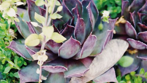 Close-up of flowers