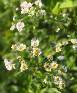 Close-up of flowers blooming outdoors