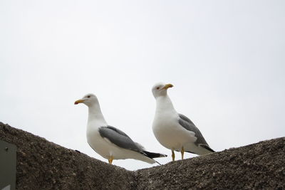 Birds perching on shore against sky