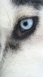 Close-up portrait of dog